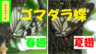 ゴマダラ蝶(春翅・夏翅)　食事・飛行