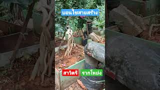 สาวิตรีรากโหย่ง#บอนไซมือใหม่ #บอนไซ #เฟื่องฟ้า #bonsai #งานอดิเรก