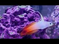 only fins the firefish goby mooshu