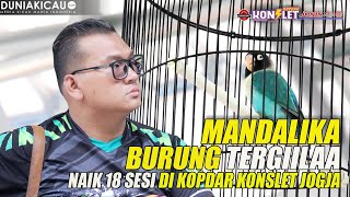 LOVEBIRD MANDALIKA - BURUNG TERGIILAA NAIK 18 SESI di KOPDAR KONSLET