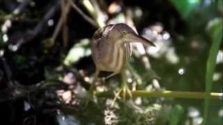 ヨシゴイ幼鳥