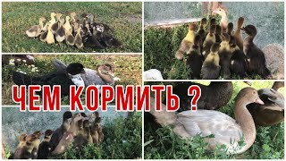 Чем кормить Индоутят с первых суток / Кормление суточных  утят