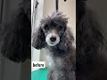 かわいいラムクリップのプードルちゃん🐩 shorts