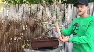 Sea Hibiscus Tiliaceus Bonsai Makeover