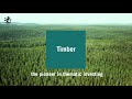 timber managing a valuable resource sustainably