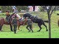 hermoso caballo pierde el control friesian horse loose in park caballo negro animaleshermosos