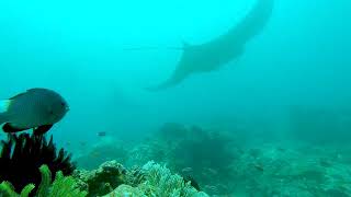 TABARI DIVE HOMESTAY vidéo