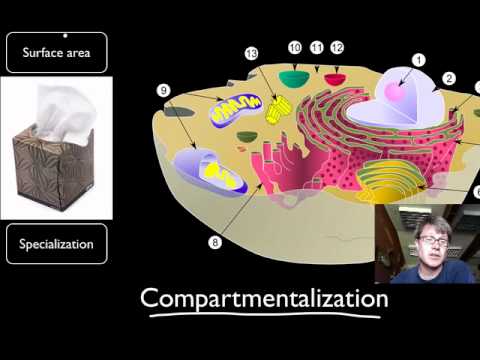 Why is compartmentalization important in mitochondria?