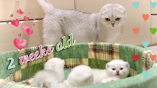 Scottish Fold mom talks with her 2 week old baby cats, feeds and cleans them | Cute kittens