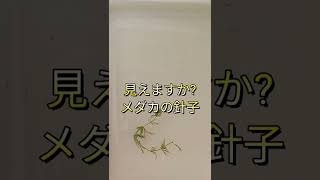 産まれたばかりの針子達と1ヶ月たった赤ちゃんメダカ達(. ❛ ᴗ ❛.)　　　　#針子