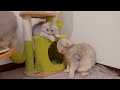 the kitten s reaction when it messed with its daddy cat was so cute...