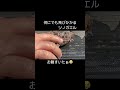 何にでも飛びかかるツノガエル2024.5.17 frog pacmanfrog クランウェルツノガエル ツノガエル