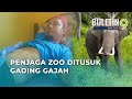 Penjaga Zoo Parah Mangsa Gajah Naik Minyak