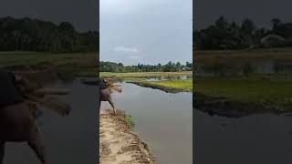 രാവിലെ ചെറിയ ഒരു മീൻ പിടുത്തം #fishing #kerala #shorts #video