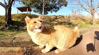 尻尾の付け根をモフるとコテンと倒れる茶トラ猫がカワイイ