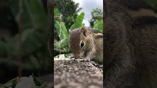 Squirrel eating 🥣 time