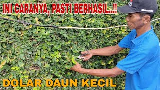 Cara perbanyak tanaman rambat DOLAR DAUN KECIL dengan stek batang