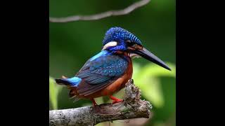 kingfisher bird #bird #kingfisher #ytshorts #shorts