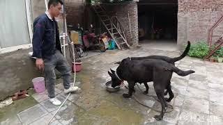 Real shot of a black wolf dog with a dog. 实拍黑狼犬配狗：种公太矮只能人工帮忙，这样能成功吗？