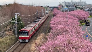 [河津桜] 京急久里浜線 新1000形 1009編成 特急 三崎口行き 三浦海岸〜三崎口間通過