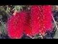 Cranbourne Botanic Gardens - Australian Native Plant Garden