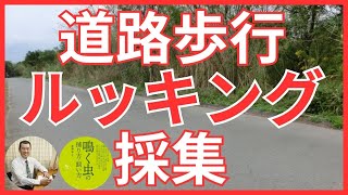 【採集方法】超簡単！道路を歩きながら見ながら採集する方法