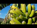 winter banana orchard full tour u0026 fruit tasting