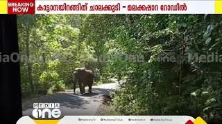 എനിക്കൊരു വഴി തരൂ....മലക്കപ്പാറ റൂട്ടിൽ നടുറോഡിൽ നിലയുറപ്പിച്ച് കാട്ടാന