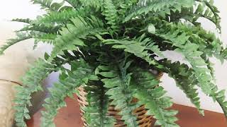 34" Boston Fern Plant, UV Resistant, Hanging Greenery, Artificial, Indoor Outdoor Plants