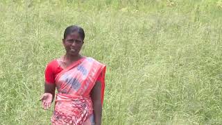 சாமை சாகுபடி | Successful Farmer