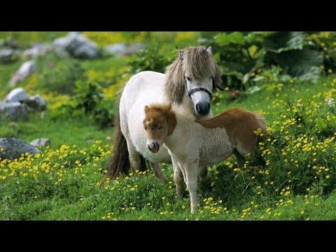 Shetland Islands: West Shetland Shetland Islands: West Shetland