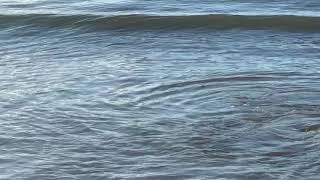 Shark in Terrigal Haven