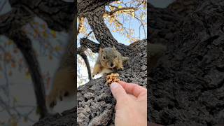 Lunchtime chase and standoff Chubby Boy vs the New Baby Squirrel #animals #action #feed #live #news