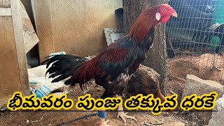 చాలా తక్కువ ధరలో భీమవరం పుంజు #70368 69046 #khrfarms #bhimavaram