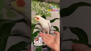 誕生日おめでとう🎂オカメインコのぴっこちゃんがハッピーバースデーの歌を歌うよ✨