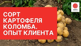 Опыт выращивания сорта картофеля Коломба в Ставропольском крае