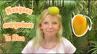 EXPLORING TROPICAL INSANELY GIANT WILD MANGO TREES IN NICARAGUA!