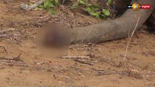 TUSKERS at Risk, Was Suranimala shot dead in Yala?