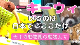 珍しい鳥「キーウィ」がいるのは日本でここだけ？　癒しの動物たち　大阪市天王寺動物園(Osaka Tennoji Zoo)