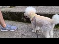 トイプードルのダイエット散歩！名産品とダムとスケスケ橋【長崎県西海市】【白い犬｜toypoodle】