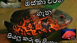 ඔස්කා වර්ග ගැන සියලු කරුණු සිංහලෙන්