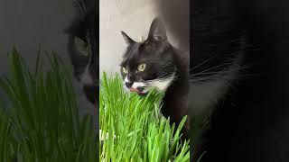 猫草をなかよく食べましょ🐈‍⬛黒猫バロンハチワレ猫ざきお【猫動画cats】