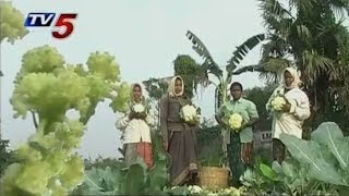 Guntur Cauliflower Farmers in Trouble - Annapurna