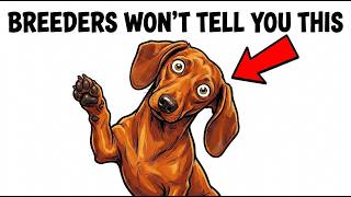 The Good, Bad & Ugly Truth About Dachshunds (veterinarian Explained)