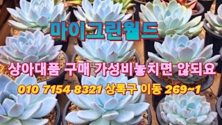 #마이그린월드상아대품저렴하게#나나후크미니#모노케로티스#파랑새#황금메비나#청산호#로스코프