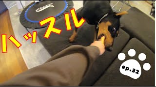 おもちゃちょーだい！大ハッスルドーベルマン/【大型犬の本領発揮】Doberman wants to play with her favorite toy