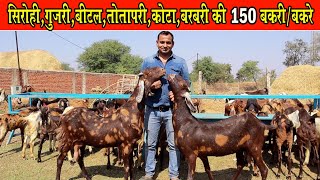 Verma Goat Farm। सिरोही गुजरी, बीटल, तोतापरी, कोटा, बरबरी की 150 बकरी/बकरे। Sirohi,Bital Bakri