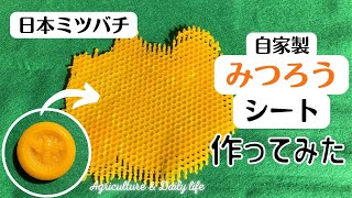 【二ホンミツバチ】自家製みつろうシート製作と蜜蝋の比較/Beeswax