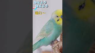 飼い主が『居ったん！』と驚くインコ🐥関西弁のくーちゃん🐥切り抜き