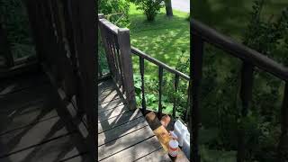 #16 taking on a deck Challenge , cleaning and staining with Sherwin Williams. #williamspaintinglou